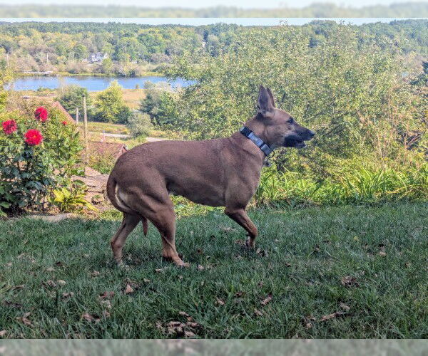 Medium Photo #16 Black Mouth Cur-Unknown Mix Puppy For Sale in Sebec, ME, USA