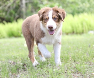Australian Shepherd Puppy for sale in WESTFIELD, MA, USA