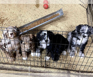 F2 Aussiedoodle Puppy for sale in PERRY, IA, USA