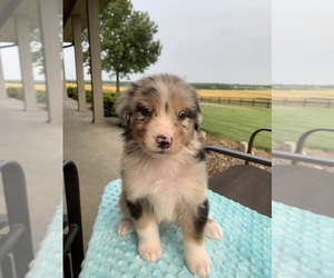 Medium Australian Shepherd