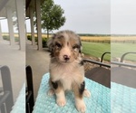 Puppy Puppy 8 Australian Shepherd