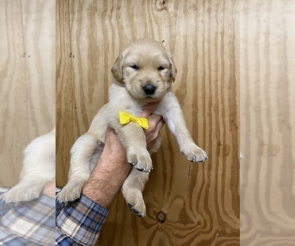 Medium Photo #6 Golden Retriever Puppy For Sale in RILEYVILLE, VA, USA