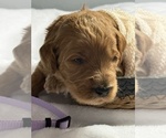 Small Photo #7 Goldendoodle Puppy For Sale in LAKELAND, FL, USA