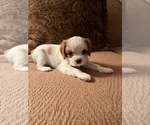 Small Photo #10 Cavalier King Charles Spaniel Puppy For Sale in LOCKPORT, IL, USA