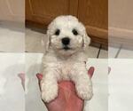 Small #2 Bichon Frise