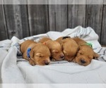 Small Photo #8 Golden Retriever Puppy For Sale in GRIDLEY, KS, USA