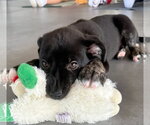 Small #9 Border Terrier-Labrador Retriever Mix