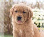Small #3 Golden Retriever