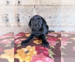 Small #22 Labrador Retriever