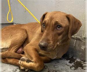 Labrador Retriever-Unknown Mix Dogs for adoption in Camarillo, CA, USA