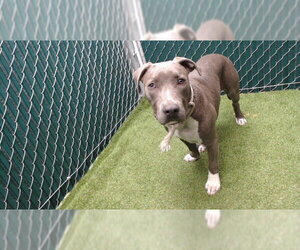 Mutt Dogs for adoption in Downey, CA, USA