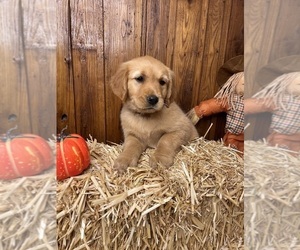 Golden Retriever Puppy for Sale in NEOLA, West Virginia USA