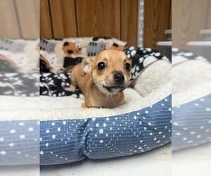 Chihuahua Dogs for adoption in Parlier, CA, USA