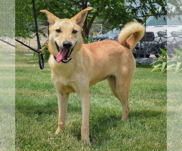 Medium Photo #3 Shiba Inu-Unknown Mix Puppy For Sale in Huntley, IL, USA