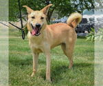 Small #2 Shiba Inu Mix