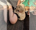 Puppy Puppy 1 Red Golden Retriever