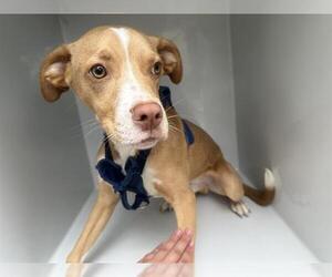 American Pit Bull Terrier-Unknown Mix Dogs for adoption in Houston, TX, USA