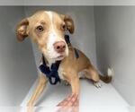 Small American Pit Bull Terrier Mix