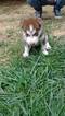 Small Photo #1 Siberian Husky Puppy For Sale in VANCOUVER, WA, USA