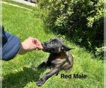 Small Photo #3 Belgian Malinois Puppy For Sale in MILTON, WI, USA