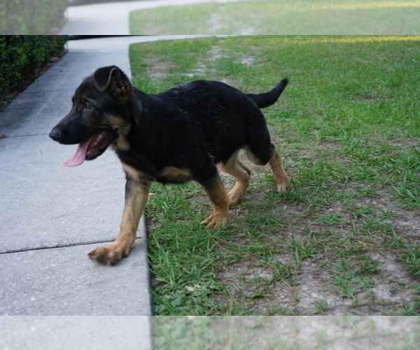 Medium Photo #4 German Shepherd Dog Puppy For Sale in SPRING HILL, FL, USA