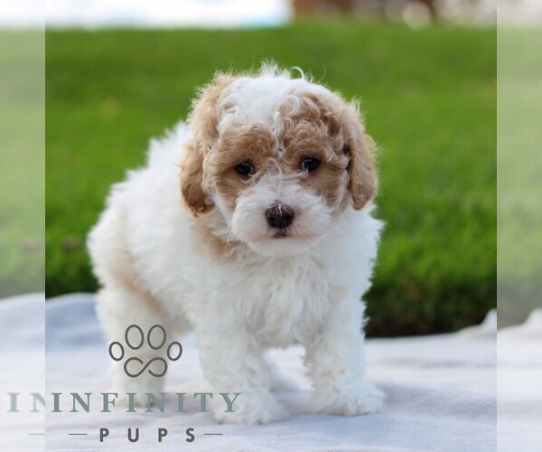 Medium Photo #3 Maltipoo Puppy For Sale in MANHEIM, PA, USA