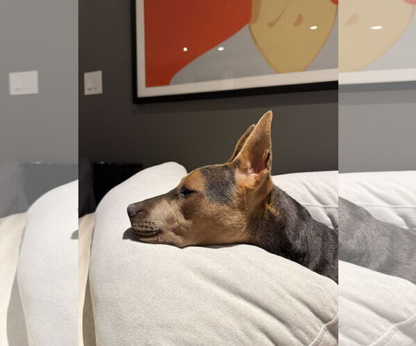 Medium Photo #10 Mutt Puppy For Sale in Woodbury, NY, USA