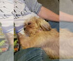 Small #6 Brussels Griffon-Havanese Mix