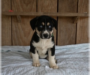 Beabull-Siberian Husky Mix Puppy for sale in MILLERSBURG, OH, USA
