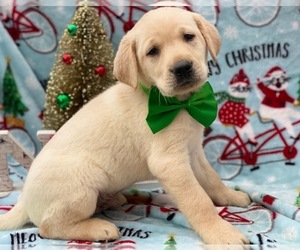 Labrador Retriever Puppy for sale in LANCASTER, PA, USA