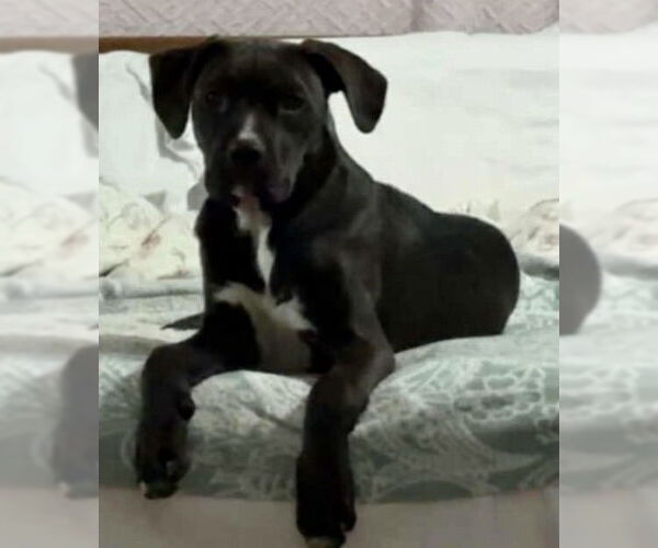 Medium Photo #3 Labrador Retriever-Unknown Mix Puppy For Sale in Jefferson, NJ, USA