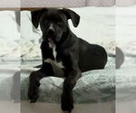 Small #2 Labrador Retriever Mix