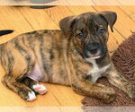 Small #1 Mutt