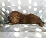 Small Photo #4 Aussie-Poo Puppy For Sale in LANCASTER, PA, USA