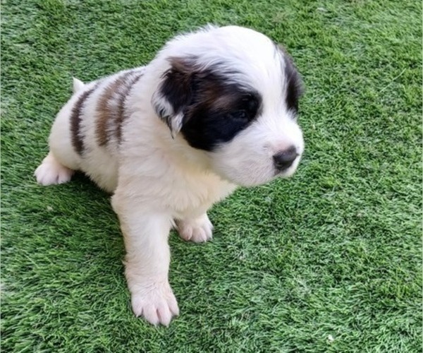 Medium Photo #1 Saint Bernard Puppy For Sale in EDINBURG, PA, USA