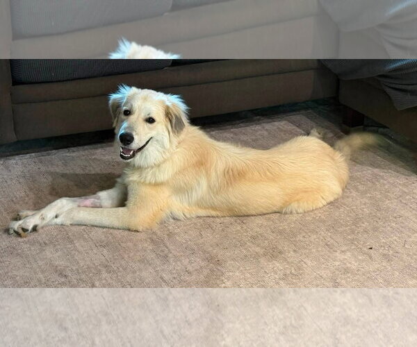 Medium Photo #1 Great Pyrenees-Unknown Mix Puppy For Sale in Germantown, OH, USA