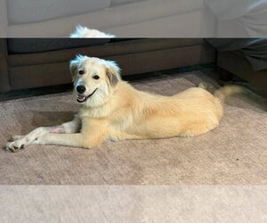 Great Pyrenees-Unknown Mix Dogs for adoption in Germantown, OH, USA
