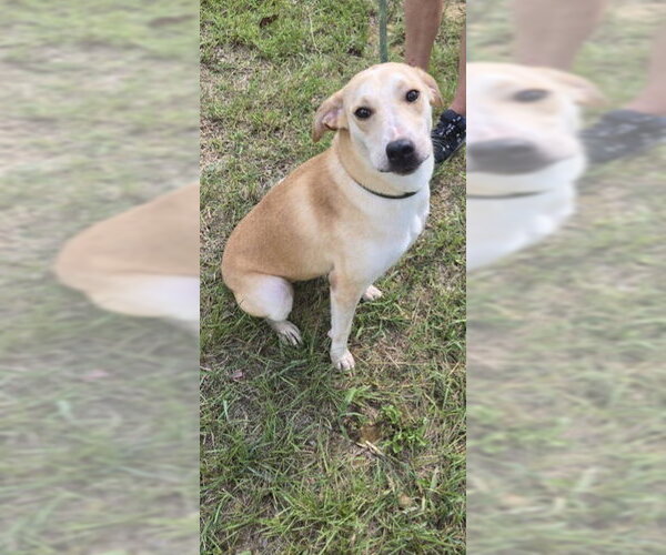 Medium Photo #2 Labrador Retriever-Unknown Mix Puppy For Sale in Jackson, MS, USA