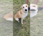 Small Photo #2 Labrador Retriever-Unknown Mix Puppy For Sale in Jackson, MS, USA