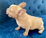 Small Photo #8 French Bulldog Puppy For Sale in NEWPORT BEACH, CA, USA