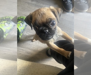 Puggle Puppy for sale in INDIANAPOLIS, IN, USA