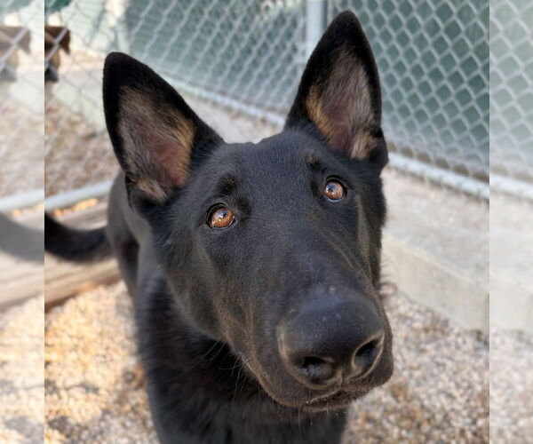 Medium Photo #3 German Shepherd Dog-Unknown Mix Puppy For Sale in Jefferson, WI, USA