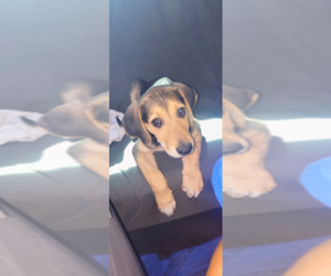 Polish Hound Puppy for sale in PHOENIX, AZ, USA
