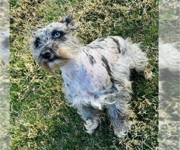 Medium Photo #4 Schnauzer (Miniature) Puppy For Sale in JEFFERSON, GA, USA