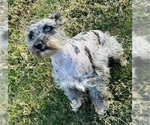 Small #3 Schnauzer (Miniature)