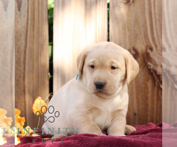 Medium Photo #6 Labrador Retriever Puppy For Sale in SHIPPENSBURG, PA, USA