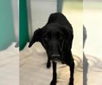 *MORTICIA - Female Border Collie-Unknown Mix Dog for Adoption - Small photo