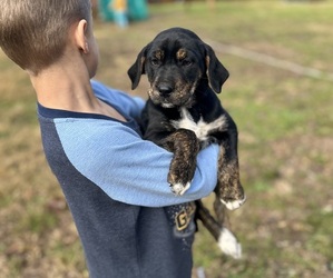 Labrador Retriever-Rhodesian Ridgeback Mix Puppy for sale in ROLLA, MO, USA