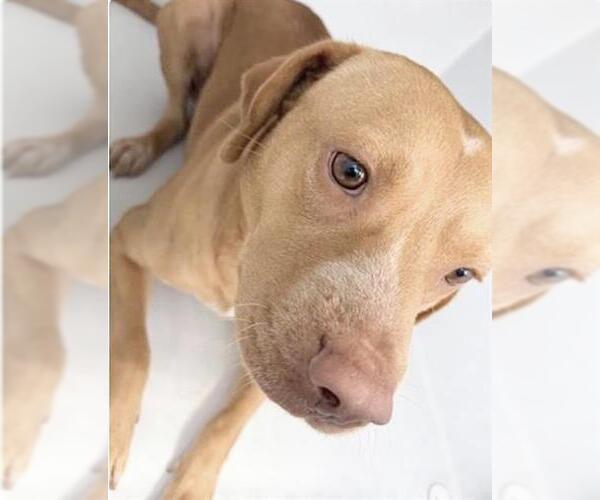 Medium Photo #1 Staffordshire Bull Terrier-Unknown Mix Puppy For Sale in Houston, TX, USA