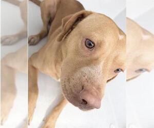 Staffordshire Bull Terrier-Unknown Mix Dogs for adoption in Houston, TX, USA